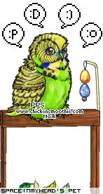 Dressed pet