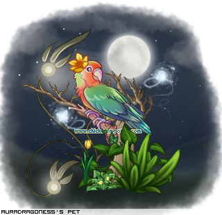 Dressed pet