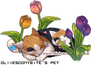 Dressed pet