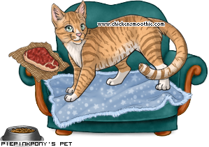 Dressed pet