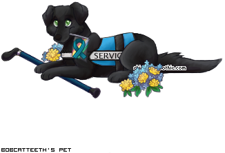 Dressed pet