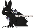 Dressed pet