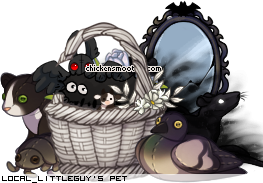 Dressed pet