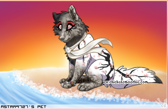 Dressed pet