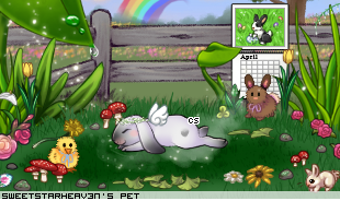Dressed pet