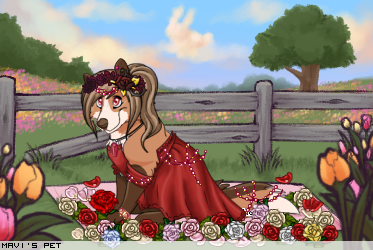 Dressed pet