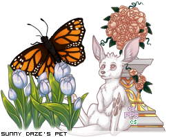 Dressed pet