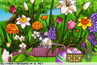 Dressed pet