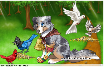 Dressed pet