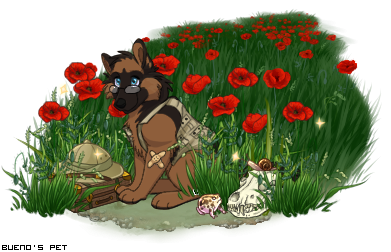 Dressed pet