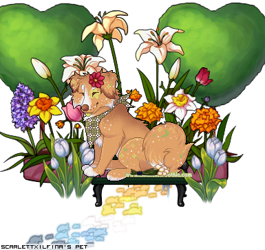 Dressed pet