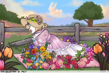 Dressed pet