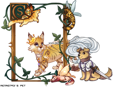 Dressed pet