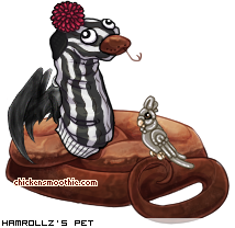 Dressed pet