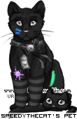 Dressed pet