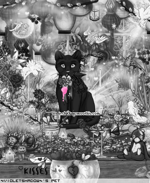Dressed pet