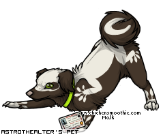 Dressed pet