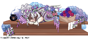 Dressed pet