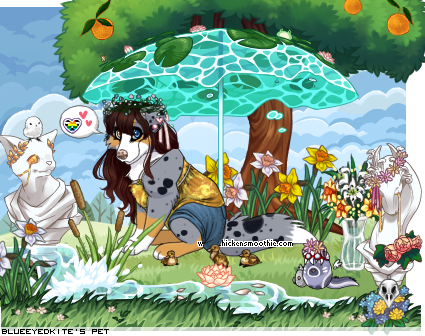 Dressed pet