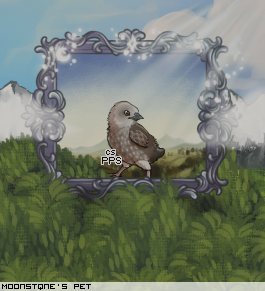 Dressed pet