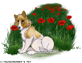 Dressed pet