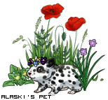 Dressed pet