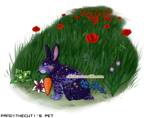 Dressed pet