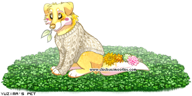 Dressed pet