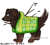Dressed pet