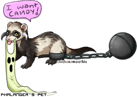 Dressed pet