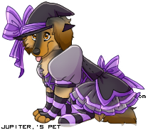 Dressed pet