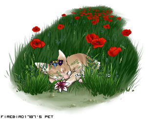Dressed pet