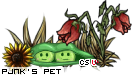 Dressed pet