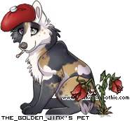 Dressed pet