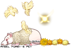 Dressed pet