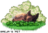 Dressed pet