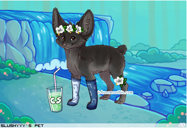 Dressed pet