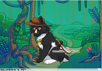 Dressed pet