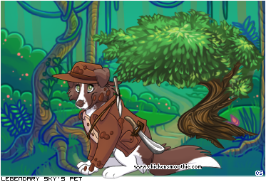 Dressed pet