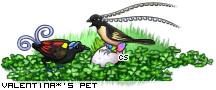Dressed pet