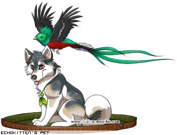 Dressed pet