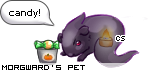 Dressed pet