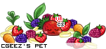 Dressed pet