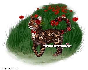 Dressed pet