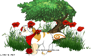 Dressed pet