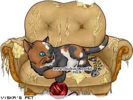 Dressed pet