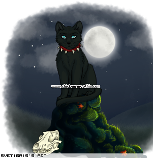 Dressed pet