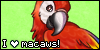 macaw1%20copy.png