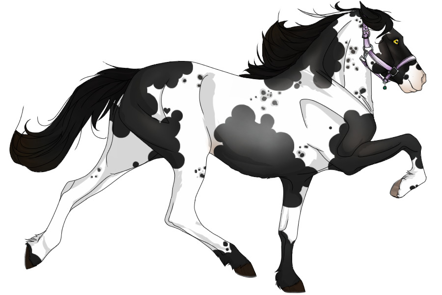 View topic - #2266 Blue Roan Buckskin Tobiano w/ Cat ...