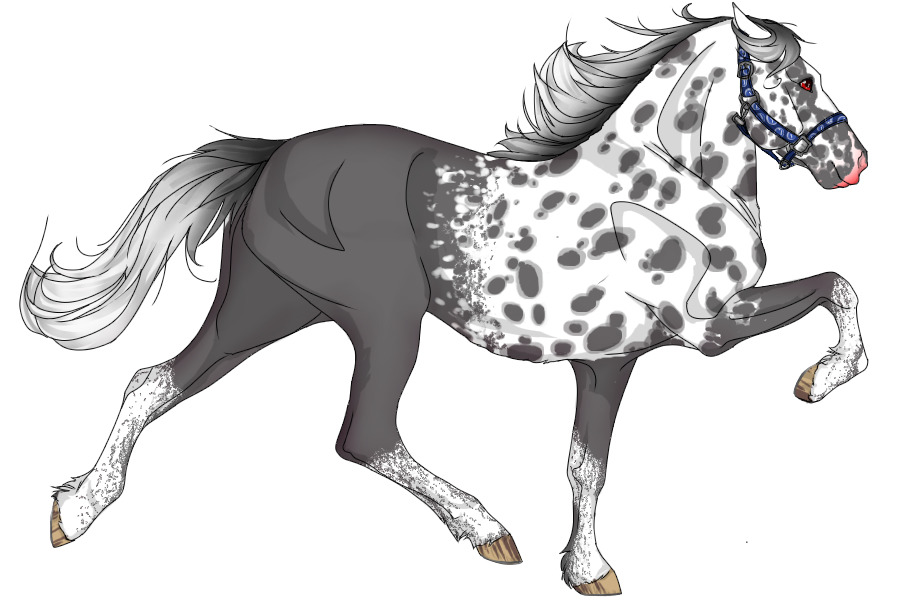 View topic 2980 Grey Reverse Blanket Appaloosa Chicken Smoothie